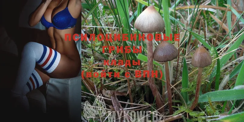 купить  цена  Коряжма  Галлюциногенные грибы Magic Shrooms 